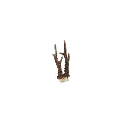 Faux bois de chevreuil 23 cm sans crane