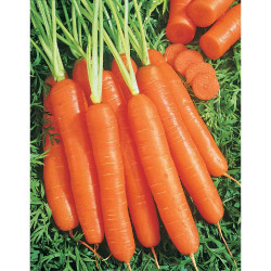 Lange gladde wortel (6g)