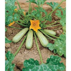 Courgette Profusion  (2g)
