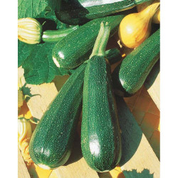 Groene courgette zonder pit...