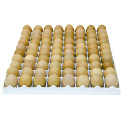 Broedmand eieren kippen TR80