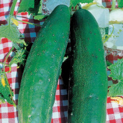 Lange groene komkommer...