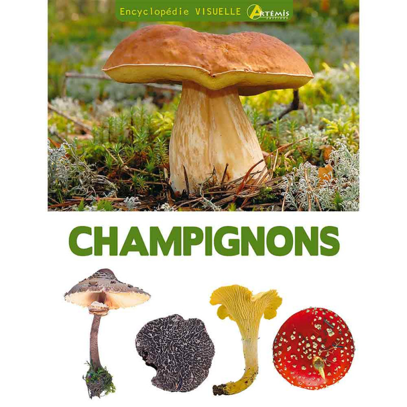 Champignons Champignons